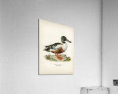 Cinnamon teal Spatula cyanoptera Acrylic Print