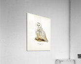 Snowy owl Nyctea Scandiaca Acrylic Print