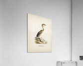 Young horned grebe Podiceps auritus Acrylic Print