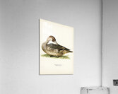 Northern Pintail Anas [dafila] acuta Acrylic Print