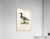 Brant Goose Branta bernicla Acrylic Print