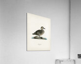 Black scoter female Oidemia nigra Acrylic Print