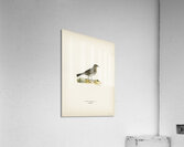 Meadow pipit Anthus pratensis Acrylic Print