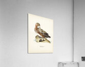 Greate Scaup Scaup male ♂ Nyroca marila Acrylic Print