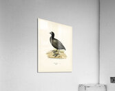 Eurasian coot Fulica atra Acrylic Print