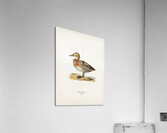 Common Pochard female Nyroca ferina Acrylic Print