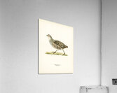 Grey partridge PERDIX PERDIX Acrylic Print