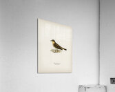 Red-throated pipit Anthus cervinus bird Acrylic Print