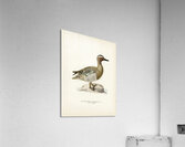 Garganey male Anas querquedula Acrylic Print