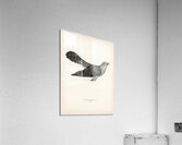 Common cuckoo-male Cuculus canorus Acrylic Print