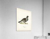 Western capercaillie TETRAO UROGALLUS Acrylic Print