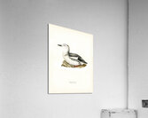 Black guillemot URIA GRYLLE Acrylic Print
