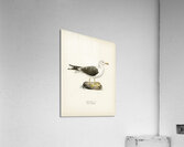 Lesser blak-backed gull Larus fuscus Acrylic Print