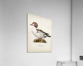 Lesser blak-backed gull Larus fuscus Acrylic Print