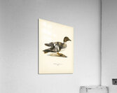 Goldeneye female Bucephala clangula Acrylic Print