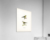 Siskin  Spinus spinus 1♂ 2♀ Acrylic Print