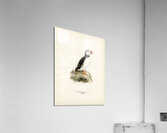 Atlantic puffin Fratercula arctica Acrylic Print