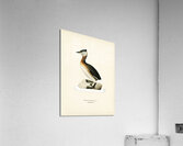 Red-necked grebe male Odiceps grisegena Acrylic Print