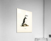 Little auk Alle alle Acrylic Print