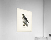 Northern hawk-owl SURNIA ULULA Acrylic Print