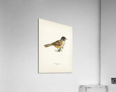 Siberian Jay Perisoreus infaustus Acrylic Print