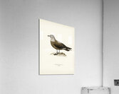Great skua Stercorarius skua Acrylic Print