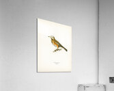 Redwing Turdus iliacus Acrylic Print
