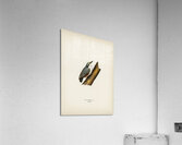 SITTA EUROPAEA LIN Acrylic Print