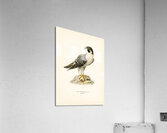 Peregrine Falcon Falco peregrinus Acrylic Print