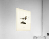 Tringa Alpina Dunlin Acrylic Print