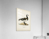 Barnacle Goose BRANTA LEUCOPSIS Acrylic Print