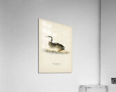 Young red-necked grebe Podiceps grisegena Acrylic Print