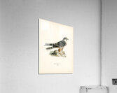 Eurasian Hobby Falco subbuteo Acrylic Print