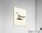 Common tern STERNA HIRUNDO Acrylic Print
