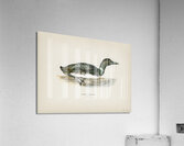 Common loon Colymbus immer Acrylic Print