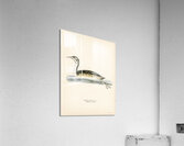 Podiceps Cristatus Acrylic Print