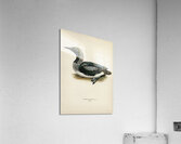 Black-throated loon Colymbus Arcticus Impression acrylique