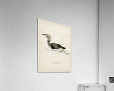 Black-throated loon Colymbus arcticus Acrylic Print