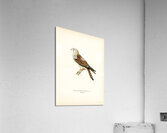 Common Kestrel Falco tinnunculus Acrylic Print
