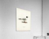 Black-headed gull ♂ Larus ridibundus Acrylic Print