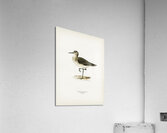 Wood Sandpiper Totanus Glareola Acrylic Print