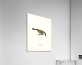 Red-backed Shrike female Lanius collurio Acrylic Print