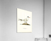 Caspian lern HYDROPROGNE CASPIA Acrylic Print