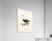 Somateria Mollissima Acrylic Print