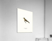 Spotted flycatcher Muscicapa ficedula Acrylic Print