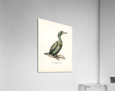 European shag Phalacrocorax aristotelis Acrylic Print