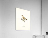 Woodlark Lullula arborea Acrylic Print