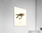 Common Kestrel female Falco tinnunculus Acrylic Print