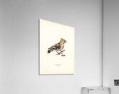 Bohemian Waxwing Ampelis garrulus Acrylic Print