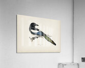 Eurasian magpie PICA PICA Acrylic Print